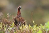 Willow Ptarmiganborder=